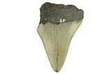 Bargain, Fossil Megalodon Tooth - Serrated Blade #295406-1